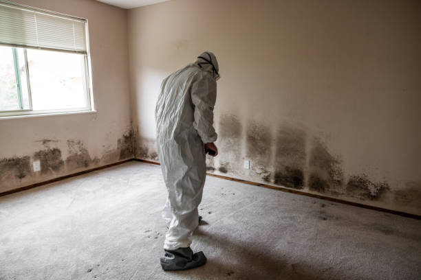 Best Specialized Mold Remediation in Clearwater, KS